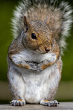 Fototapeta Dmuchawce - Eastern gray squirrel, Sciurus carolinensis, closeup standing with paws together with a curious look
