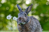 Fototapeta Dmuchawce - Gray rabbit poses in green grass with soft bokeh background copy text space