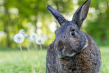 Fototapeta Dmuchawce - Gray rabbit poses in green grass with soft bokeh background copy text space