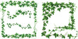 © Zaleman - Ivy frames, climbing vine with green leaves of creeper plant. Rectangular and oval elegant hedera borders