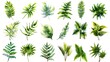 © Rudsaphon - Tropical Foliage Assortment Vibrant Green Leaves Natural Plant Specimens Botanical Arrangement Decor Design Studio