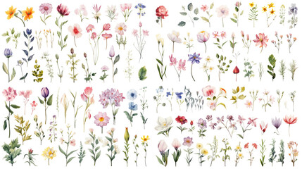 Wall Mural - set of watercolor wildflowers painting isolated on clear png background and transparent background. 