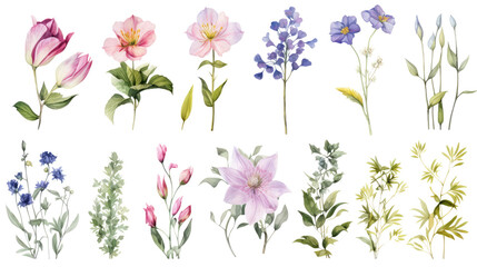 Wall Mural - set of watercolor wildflowers painting isolated on clear png background and transparent background. 