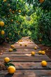 orange orchard with wooden path, copy space, for advertising or product presentation