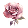 Dusty pink rose, watercolor illustration