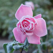Pink rose flower covered with hoarfrost. Frost in Autumn season