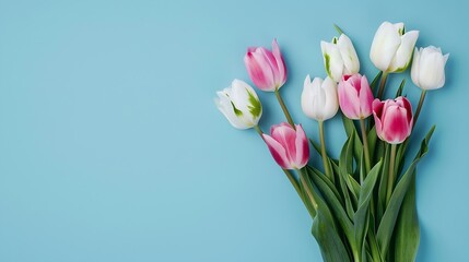 Wall Mural - Mothers Day concept Top view photo of bouquet of white and pink tulips on isolated pastel blue background with copyspace : Generative AI