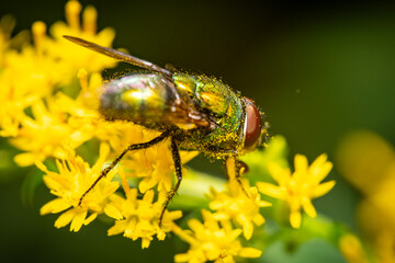 Green housefly pollinating a golden rod flower