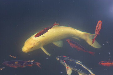 Beautiful colorful fish in an artificial pond - Carp koi in Latin Cyprinus carpio haematopterus