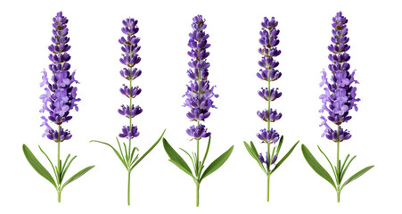 Wall Mural - Wallpaper of lavender flowers on a transparent background with copy space for text