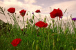 Red poppies in a field against a cloudy sky