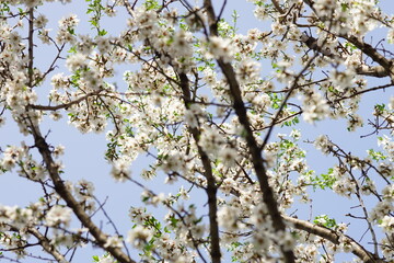 Wall Mural - Almond tree branch with big white flowers