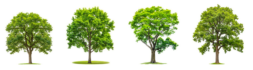 Wall Mural - set of green trees collection with branches isolated transparent or white background, 3d rendering