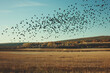 Flock of birds landing in a field, searching for water in the sparse environment post-heat 