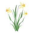Narcissus сhamomile flower.  Wildflower branch. Spring summer delicate fragile flora. Floral flat hand drawn vector illustration on white background