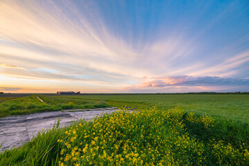 Wall Mural - majestic view of colorful clouds over the dutch countryside with flowering rapeseed in foreground
