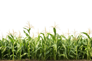 A large field of corn growing tall and green under the bright sun.