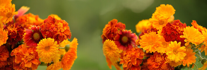 Wall Mural - summer floral background. bright flowers in orange-red and yellow colors close up. flowers of calendula, marigold (tagetes) in garden. banner