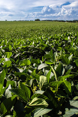 Wall Mural - Rural landscape with fresh green soy field. Soybean field, in Brazil.