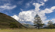 panorama with pine trees in mountains under blue sky