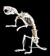 white rat skeleton isolated on black