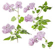 light pink lilac five branches with lush green leaves and flowers
