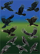set of twelve crow sketches on color background