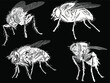 four flies set isolated on black background