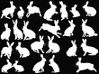 twenty four white rabbits on black