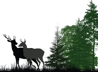 Poster - two large deers near green forest