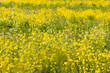 Field full of blooming yellow rapeseed, brassica rapa