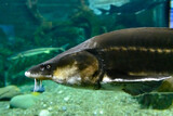 Fototapeta Pomosty - Large Beluga fish also known as great sturgeon or huso huso is swiming underwater.