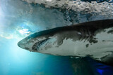 Fototapeta Pomosty - Blacktip Reef sharks swimming.
