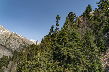 Poster - landscape with trees and mountains