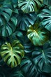 Amidst the lush jungle, exotic palms and vibrant monstera leaves cast intricate shadows.