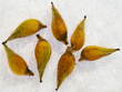 Nahaufnahme mehrerer Samen des Leberblümchens (Hepatica nobilis).