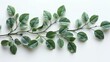 A realistic photograph of an isolated green branch with leaves on a white background, a high-resolution digital photograph taken in natural light with soft focus and in a minimalistic style