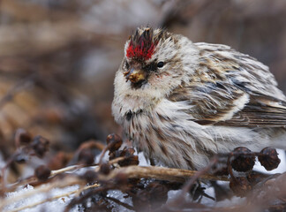 Wall Mural - Common redpoll (Acanthis flammea) feeding on tansy seeds closeup in early spring.	
