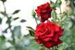Red rose flower background. Red roses on a bush in the garden, close-up. Red rose flower, beautiful tender in the flowerbed. Red Rose, magic, Plant care, landscaping, holiday gift for a girl