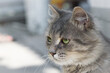 beautiful fluffy kitten. Tabby gray cat outdoors. beautiful kitten, grey cat. a homeless animal with sad eyes. portrait close-up. domestic animal. side view. tears flow from eyes