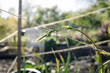 Hop vine climbing string trellis with defocused spring garden. Close up of young hop seedling cling and wrapping around a twine. Known as Humulus lupulus, used to make beer. Selective focus.