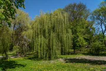 Wall Mural - Spring Park