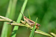 Grasshopper sitting on a stem of green grass