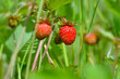 Berry wild strawberries growing in the grass in the forest