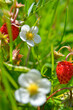 Berry wild strawberries growing in the grass in the forest