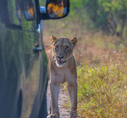 Wall Mural - Lion during African safari in Kruger national park