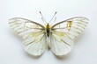 Beautiful white butterfly with spread wings from family of whiteflies Pieridae isolated on white background. Pieris rapae.