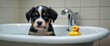 Cute little dog bernese puppy with yellow rubber duck in bath.