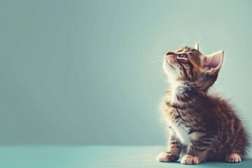 Canvas Print - A kitten is sitting on a table looking up at the camera with copy space