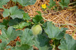 Ripe cantaloupe in garden with straw mulch. Gardening, organic produce and home fruit garden concept.
